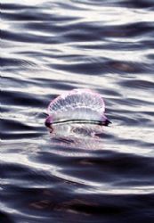 Portuguese man-of-war in the Spring blossom by André Barreiros 